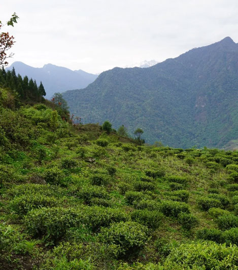 /_files/image/2023_Obrazky_Kategorie/CernyCaj/Bhutan.jpg