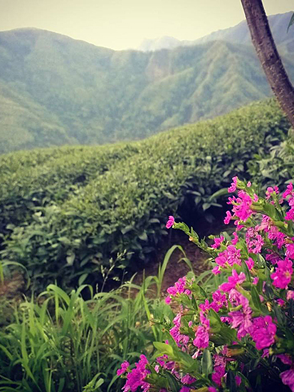 /_files/image/2023_Obrazky_Kategorie/Gaba/taiwan_zahr1.jpeg