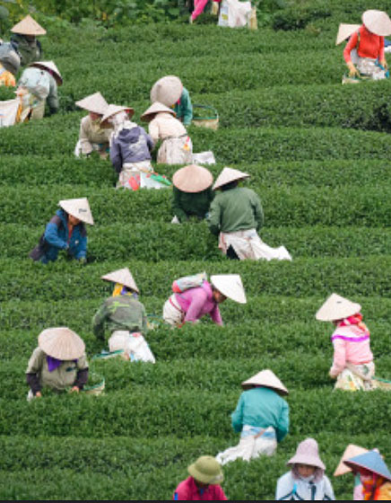 /_files/image/2023_Obrazky_Kategorie/Heicha/Vietnam.jpg